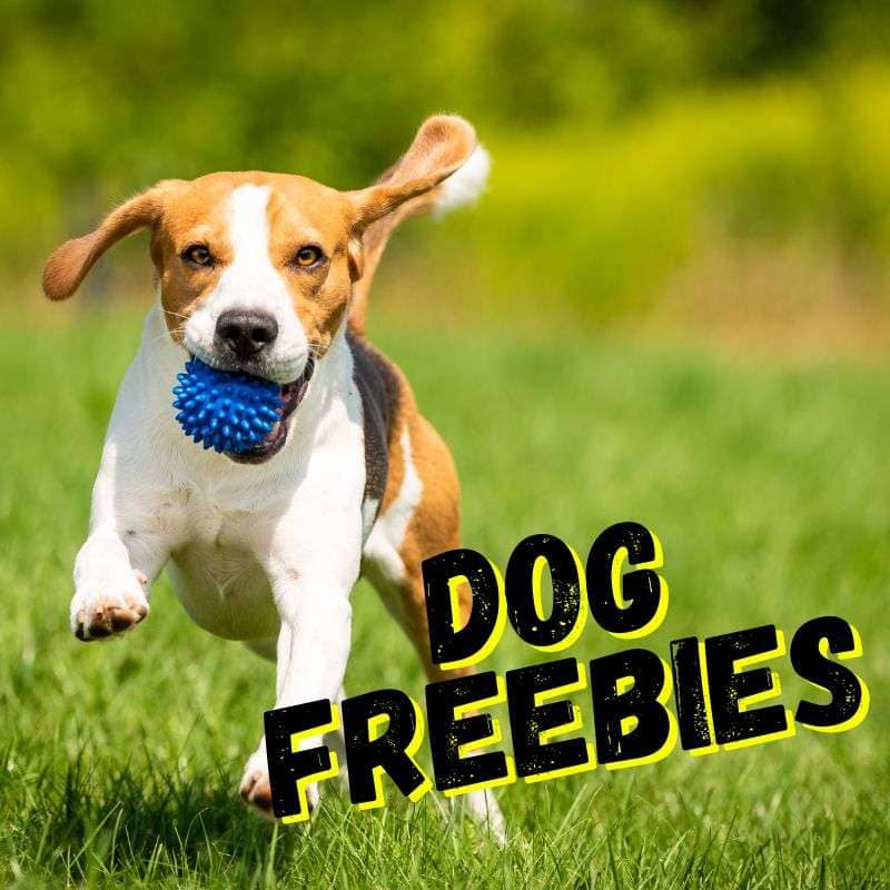 Free Dog Supplement Samples: Boost Your Best Friend's Health ...